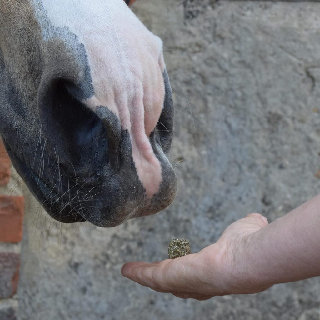 SPILLERS Apple Horse Treats 1kg - Delicious Treat to Reward Horses and Ponies - Fresh Apple Flavoured Horse Treat