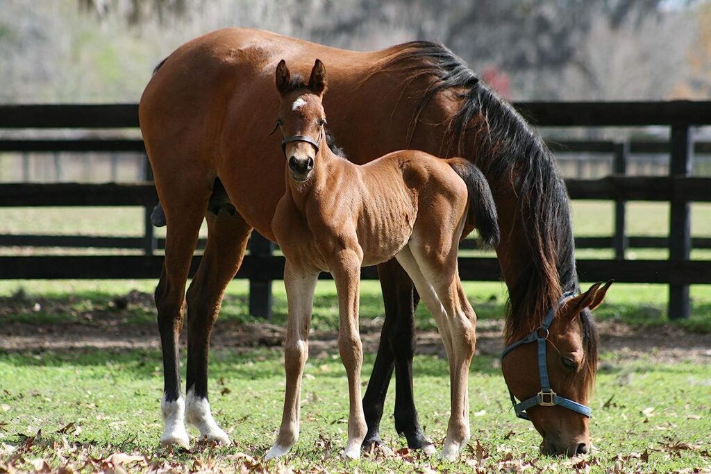 Tack Shack of Ocala Leather Newborn Foal Halter, Figure 8, Brown, with Grab Strap and Two Size Crowns