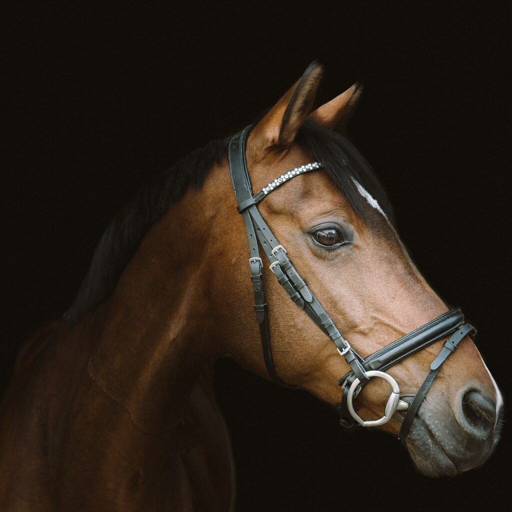 Astile Equestrian Leather Grackle Bridle Padded With Free Reins Hand Stitched Design Black Brown (FULL, BLACK)