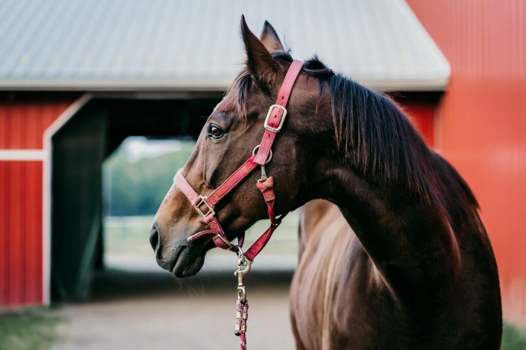 Astile Equestrian Leather Grackle Bridle Padded With Free Reins Hand Stitched Design Black Brown (FULL, BLACK)