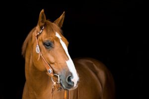 Gallop Leather Padded Bridle