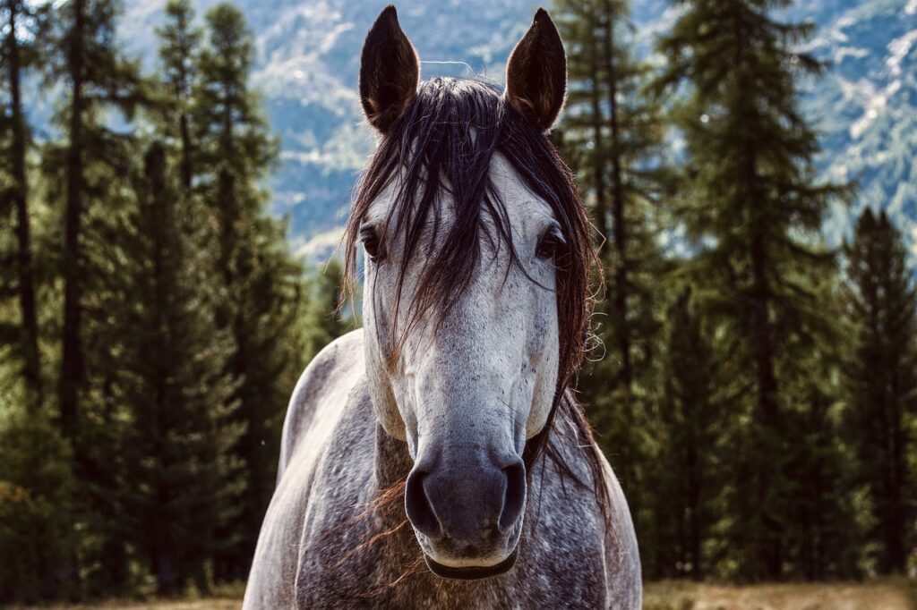 Gallop Leather Padded Bridle with FREE Rubber Reins Black or Brown