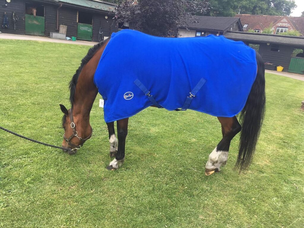 Cwell Equine New HORSE COB PONY SHOW TRAVEL FLEECE RUG stable cooler choice of sizes Royal Blue (66)