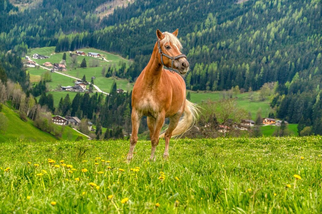 Rhinegold Horsewalker/Lunge Rug