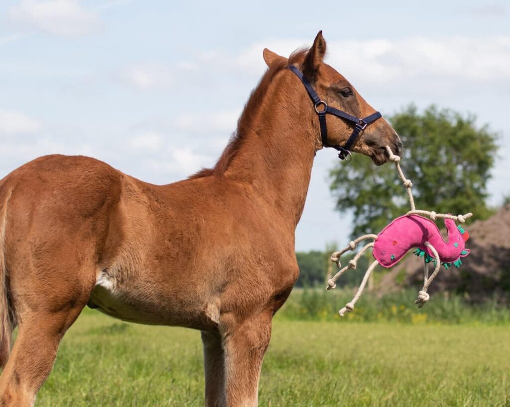 Equipride Horse Relax Toy Made on Leather for Stable Outdoor Tim