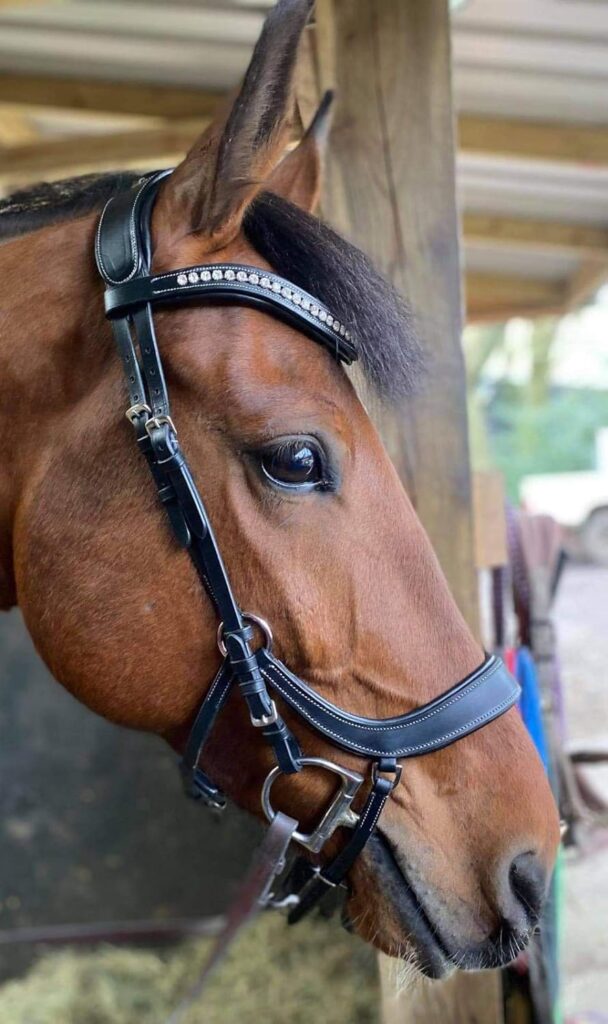 Equipride ANATOMICAL BRIDLE SANTA FE WITH ANTI SLIP RUBBER GRIP REINS (Cob, Brown)