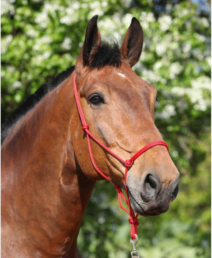 Hunters Saddlery Parelli Training Natural Rope Headcollar in 11 Sizes - Miniature Foal Shetland Weaning Pony Cob Arabian Full Horse Extra Full and Draft