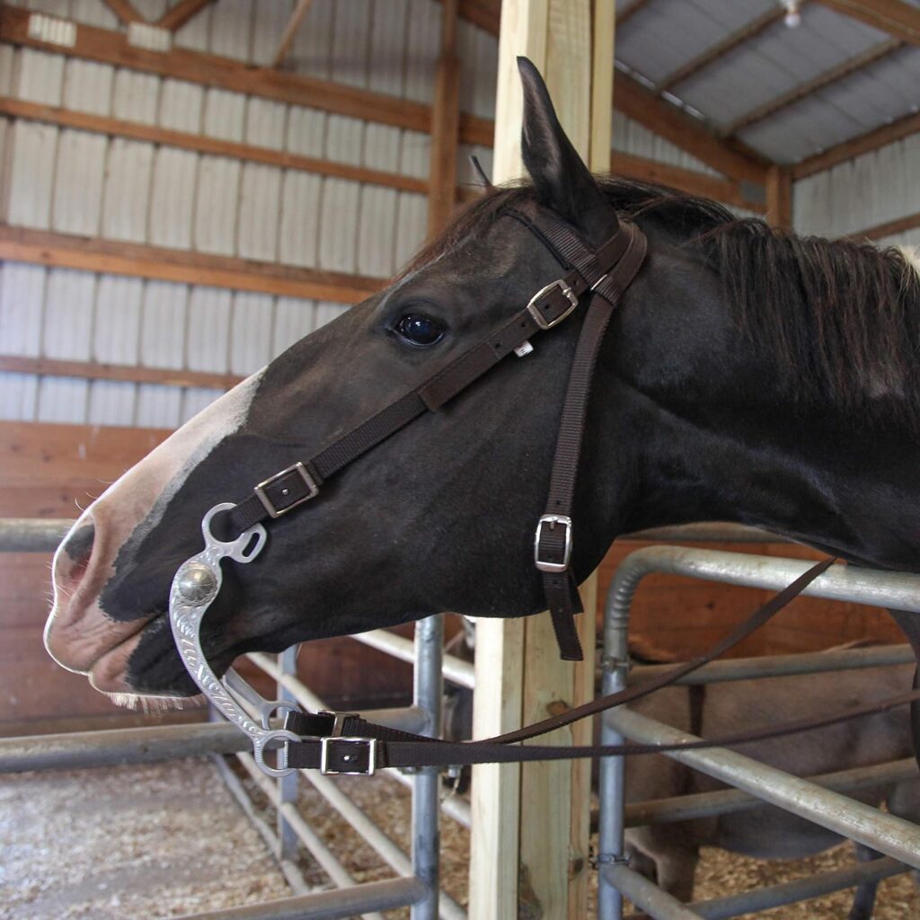 Majestic Ally Nylon Padded Browband Headstall with Reins for Horses (Purple, Full)