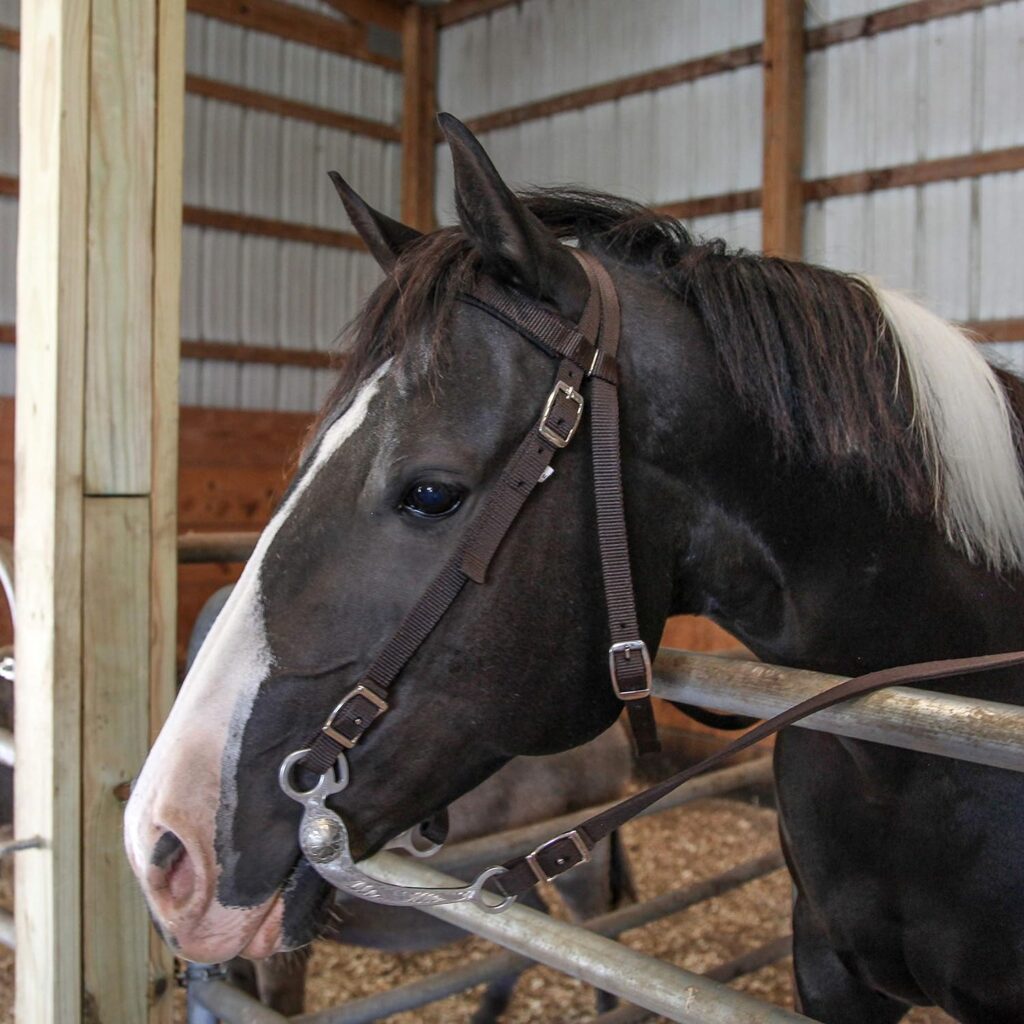 Majestic Ally Nylon Padded Browband Headstall with Reins for Horses (Purple, Full)