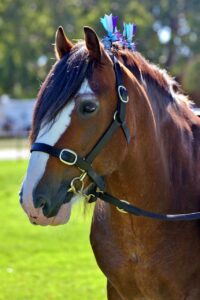 Sheldon Quality Leather Hunter Bridle