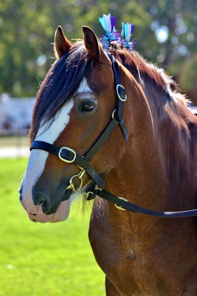 Sheldon Quality Leather Hunter Bridle With Plaited Browband and Rubber Reins