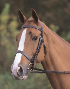 Shires Aviemore Plain Bridle