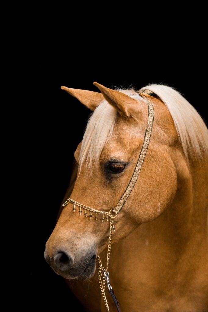 Shires Velociti Hunter Cavesson Bridle: Black: Cob