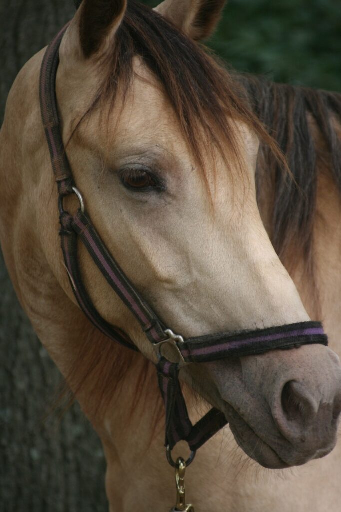 Shires Loose Ring Waterford Bit