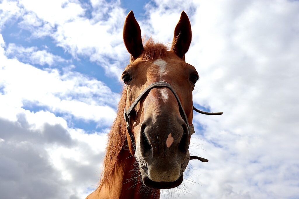 Shires Loose Ring Waterford Bit