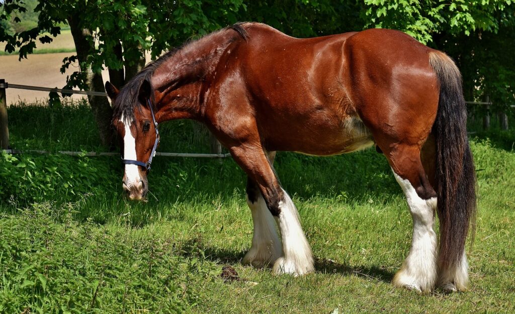 Shires Rubber Covered Overcheck Bradoon