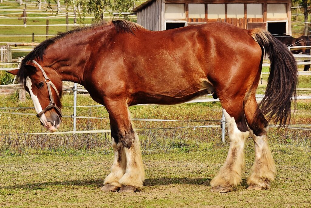 Shires Rubber Covered Overcheck Bradoon